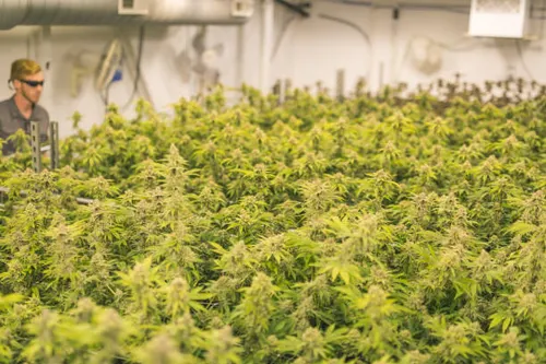 cannabis-plants-grow-under-artificial-lights1 cannabis-plants-grow-under-artificial-lights1